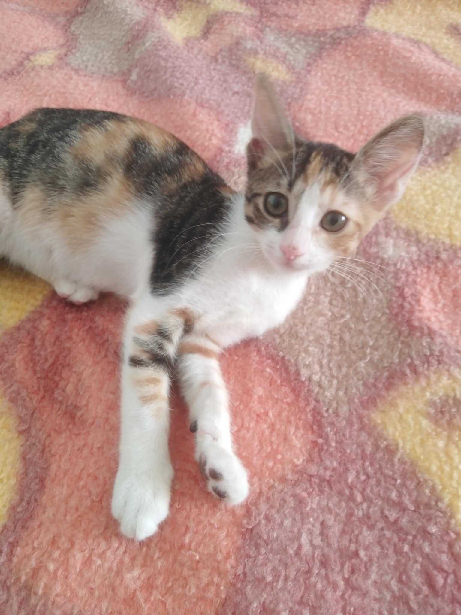 Две котенца търсят дом