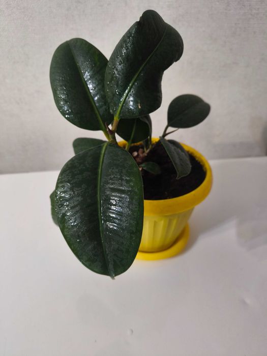 Продам фикус в горшке