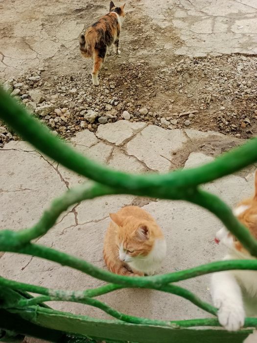 Котята,3мес.мальчики-рыжие