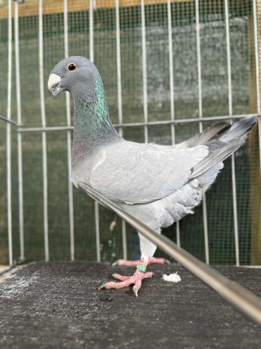 Voiajori germani Barless