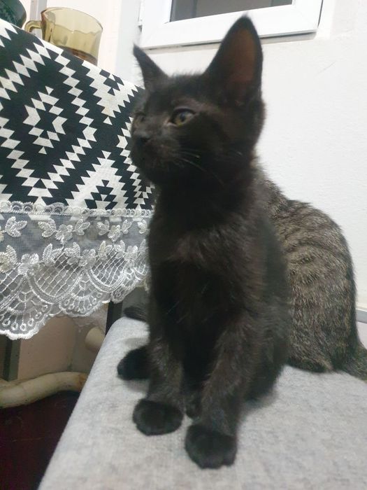 Mushuk 2 oylik yahshi insonlaga beriladi