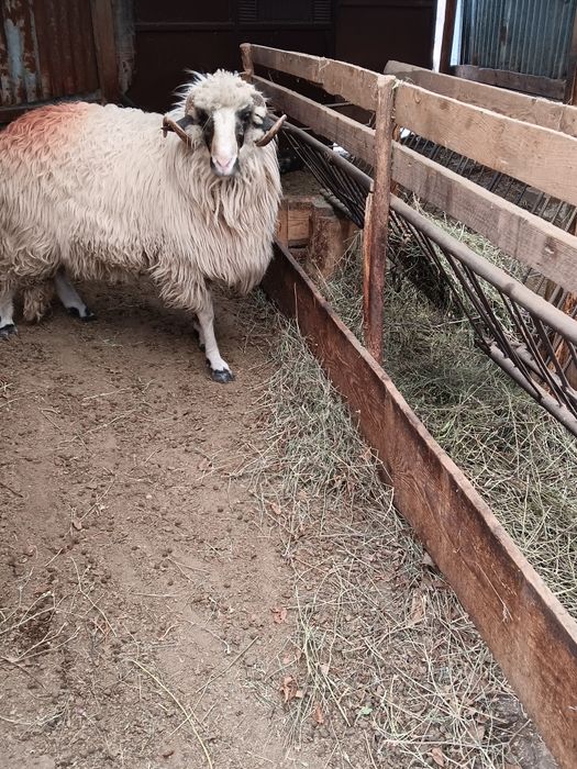 Vand mior sau schimb