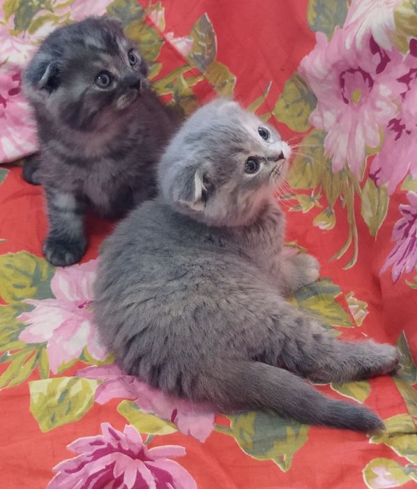Шотландские котята