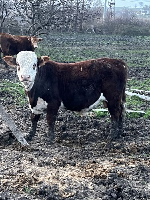 Продавам телета