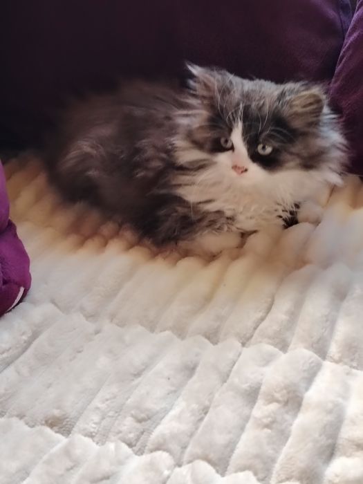 Очарователно персийско котенце