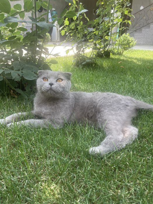 Мушуклар сотилади