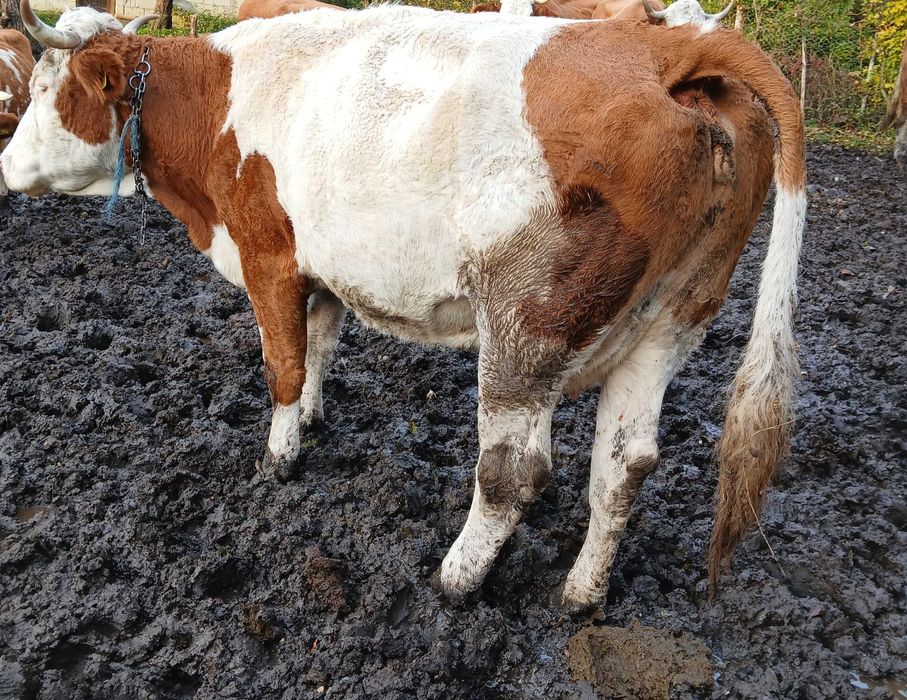Vând 2 vaci gestante în 2 luni sau la abator