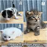 Котята даром отдам