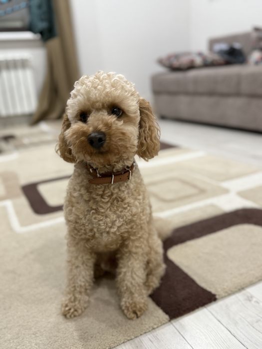 Мальтипу кобель вязка Караганда