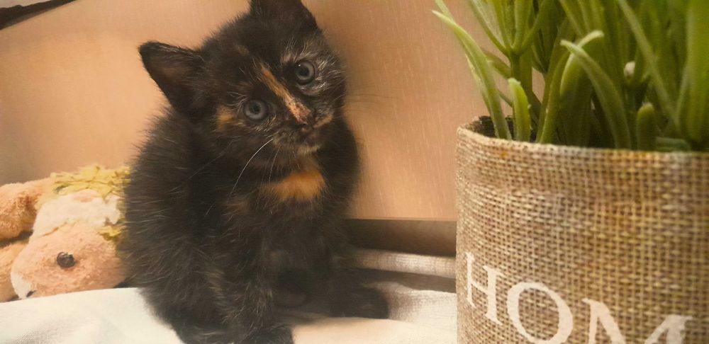 Подаряваме безплатно 4 котенца