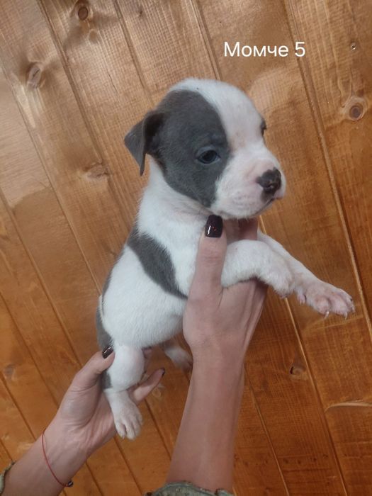 Сини питбули с ваксина и паспорт