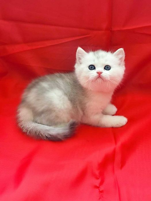 Продаются котята страйты, мальчики