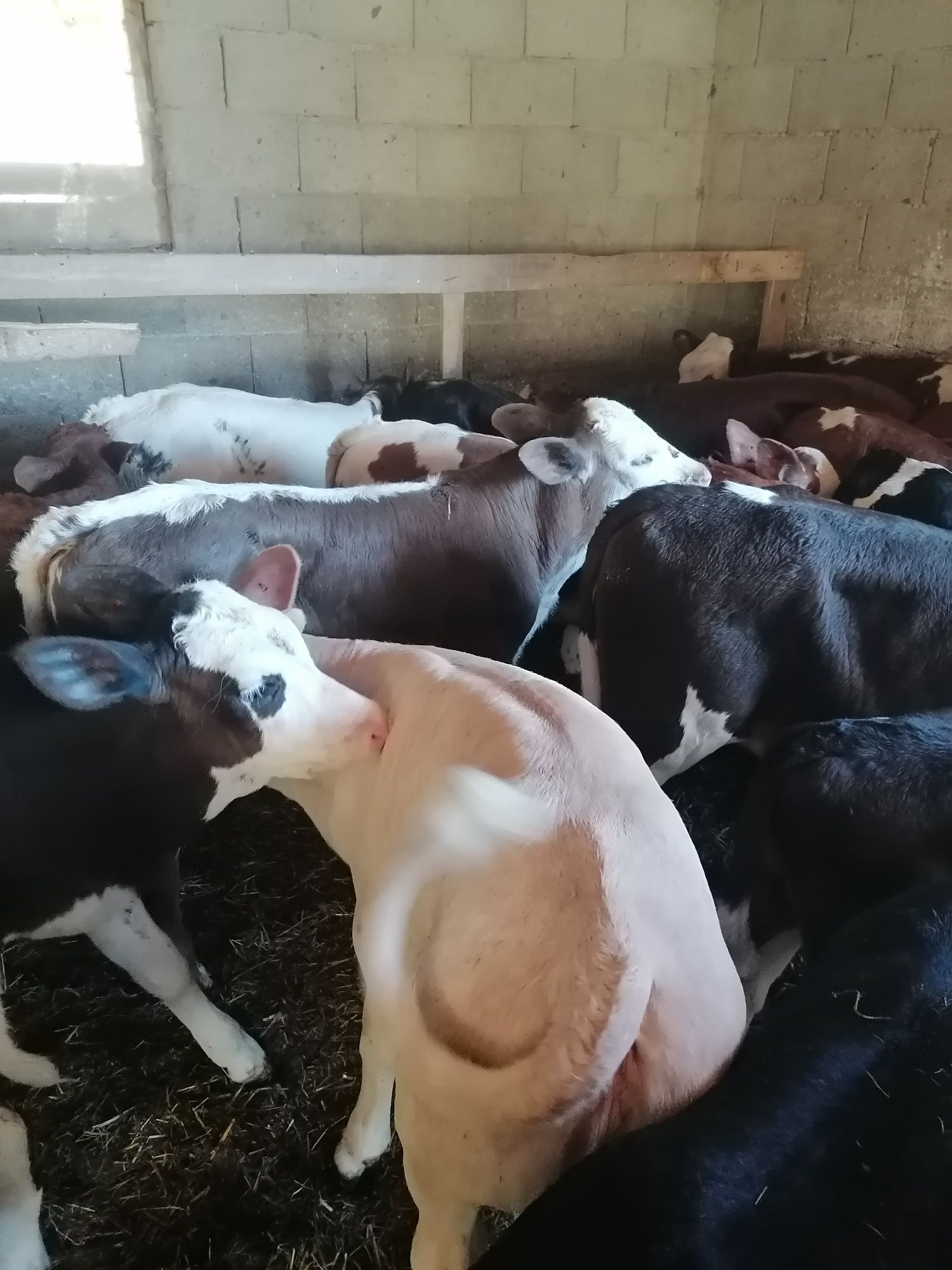 Vînd 25 buc viței sugari