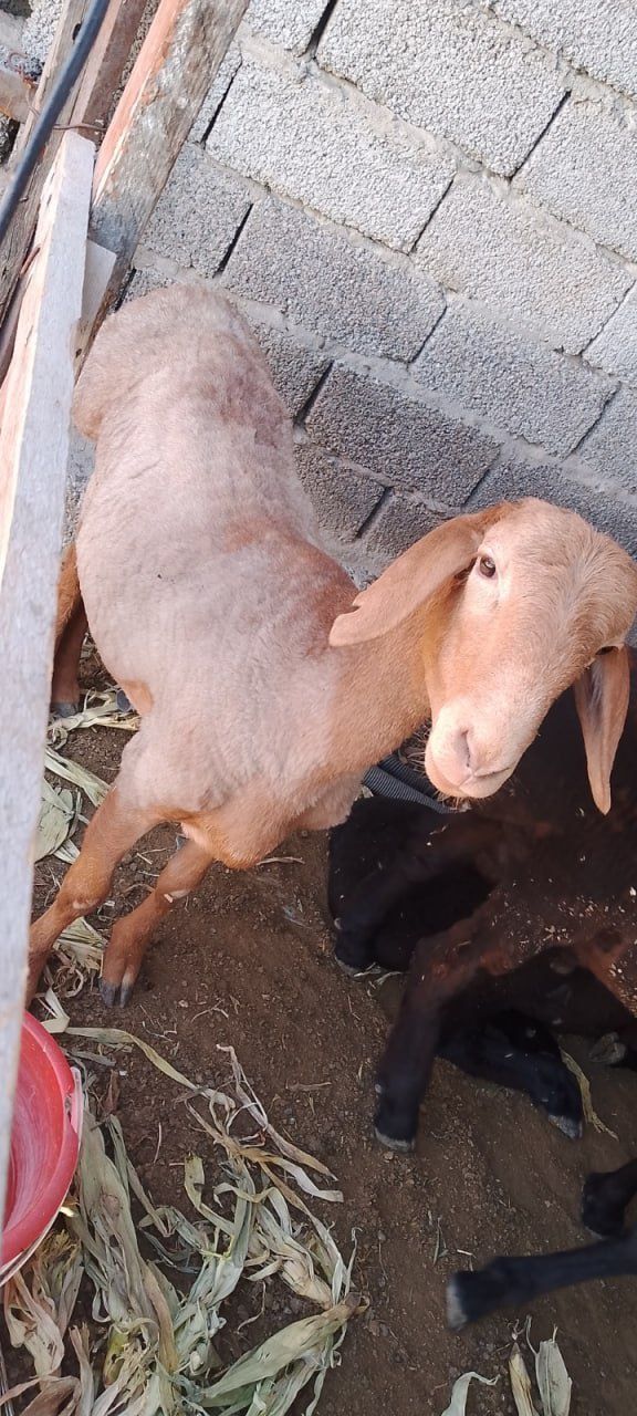 Qoʻchqor srochno sotiladi