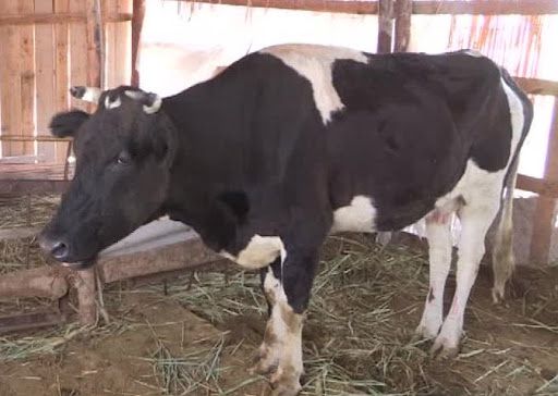 Продам корову срочно