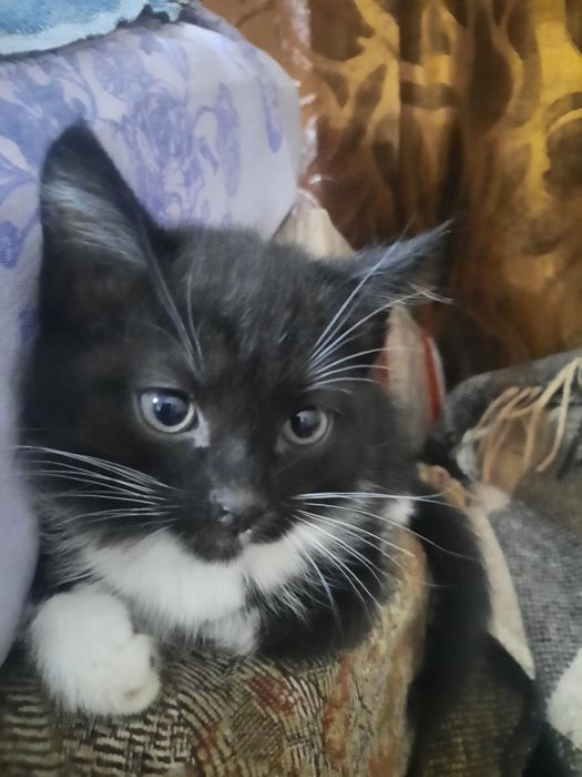 отдам замечательных котят в любящие ручки