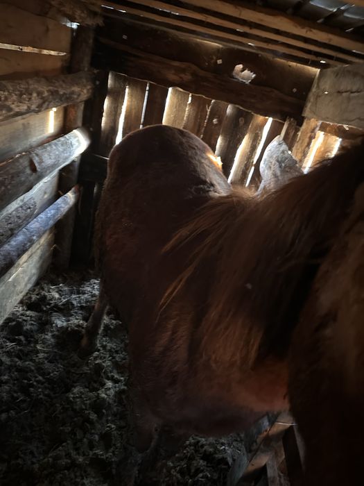 Продам тай согым мясо конина