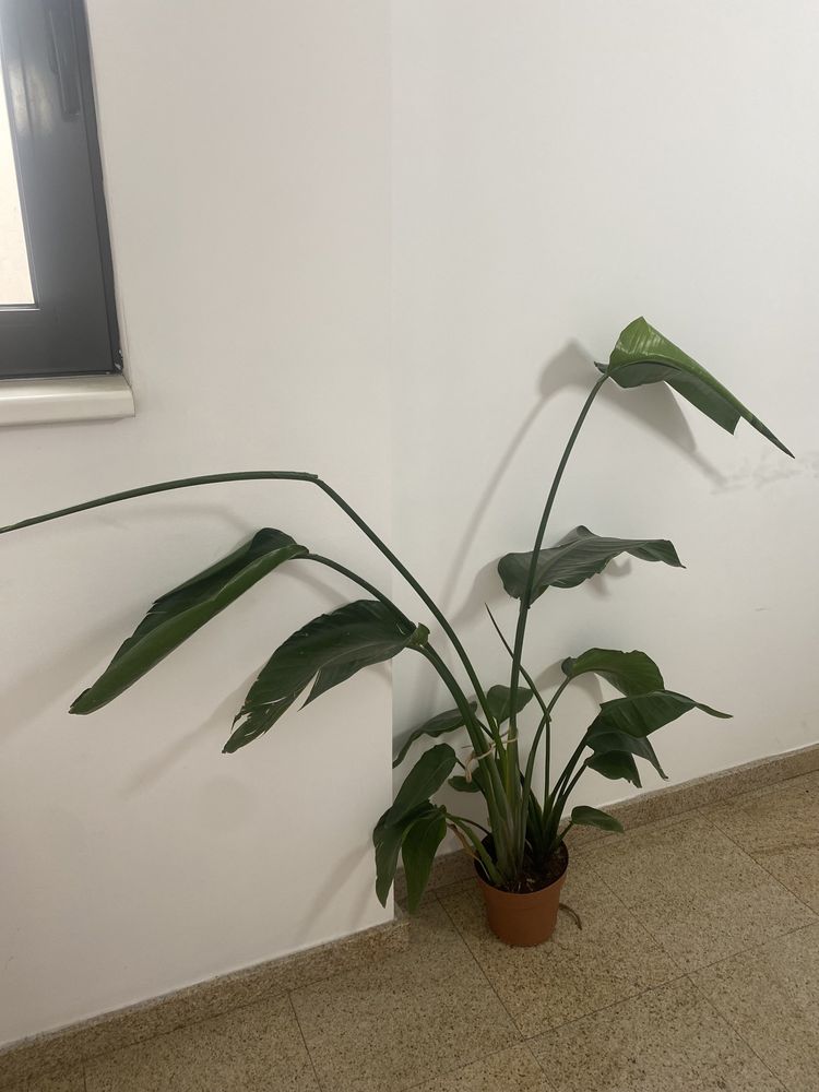 Planta Strelitzia Nicolai