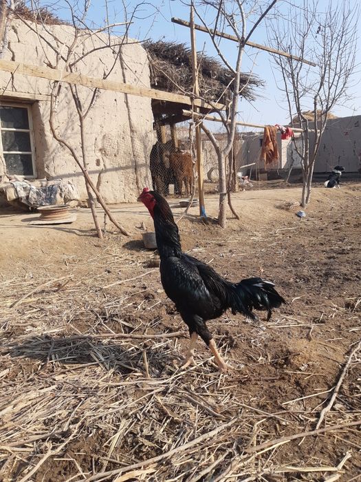 Kulangi xo'roz zotdor yaxshi urshadi