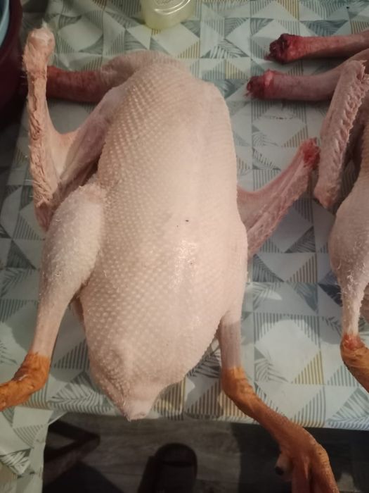 Продам гусей мясом тушками