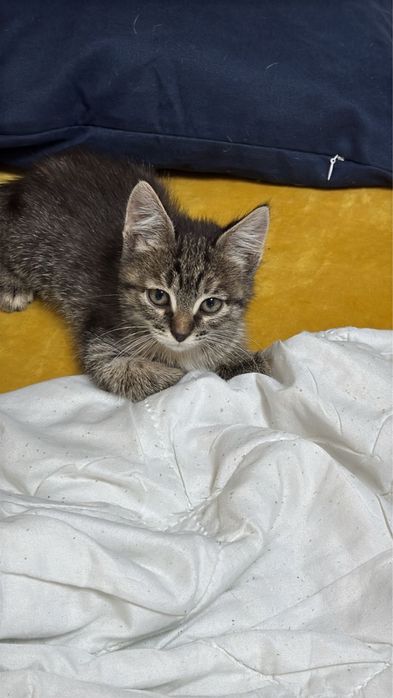 Котята 1,5 месяцев