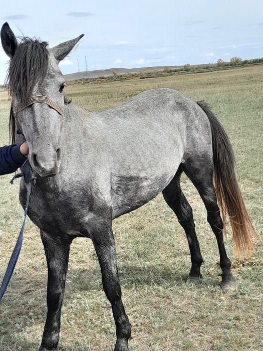 Продаю жеребчика или обмен на бычков