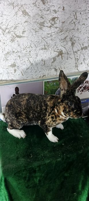 Рекс гапрад зот куёнлар