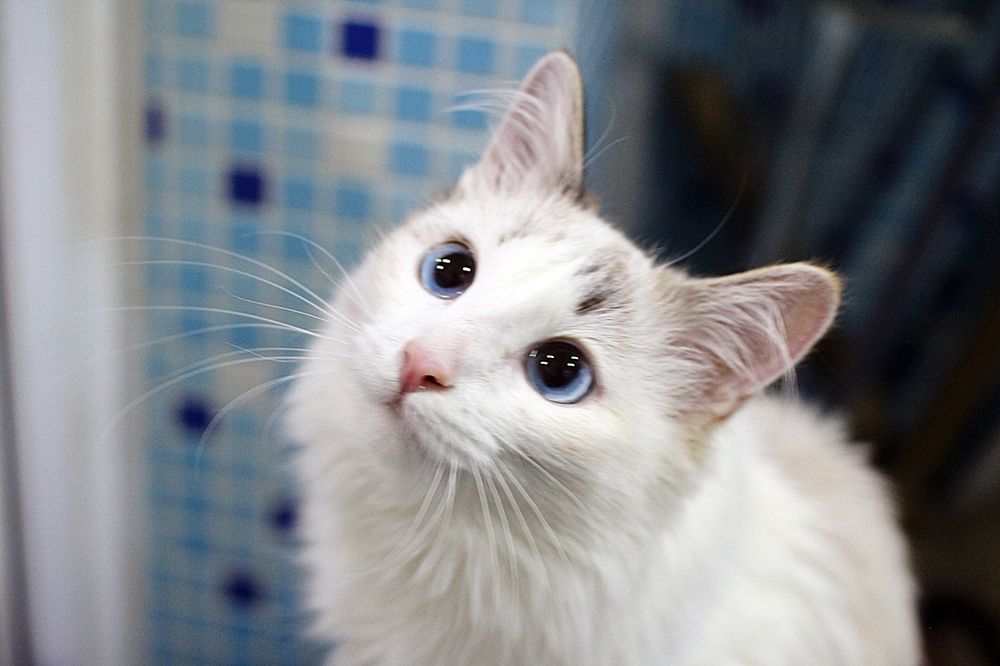 Отдам молоденькую, 6 месяцев, стерильную кошку