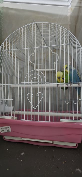 Papagali de vânzare