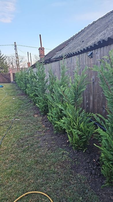 Chiparosi pentru gard viu