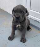 Mascul cane corso