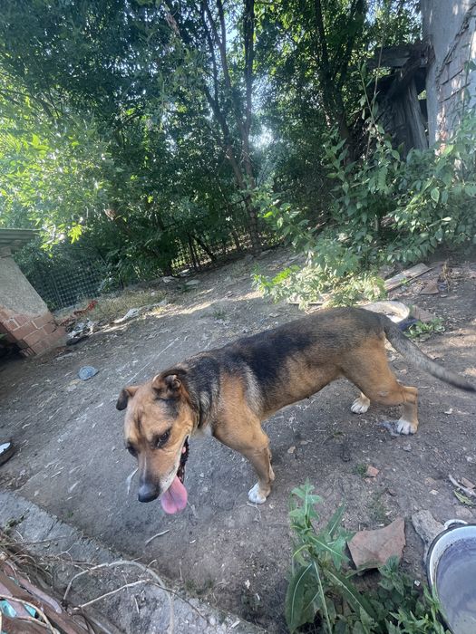 Caine spre adoptie