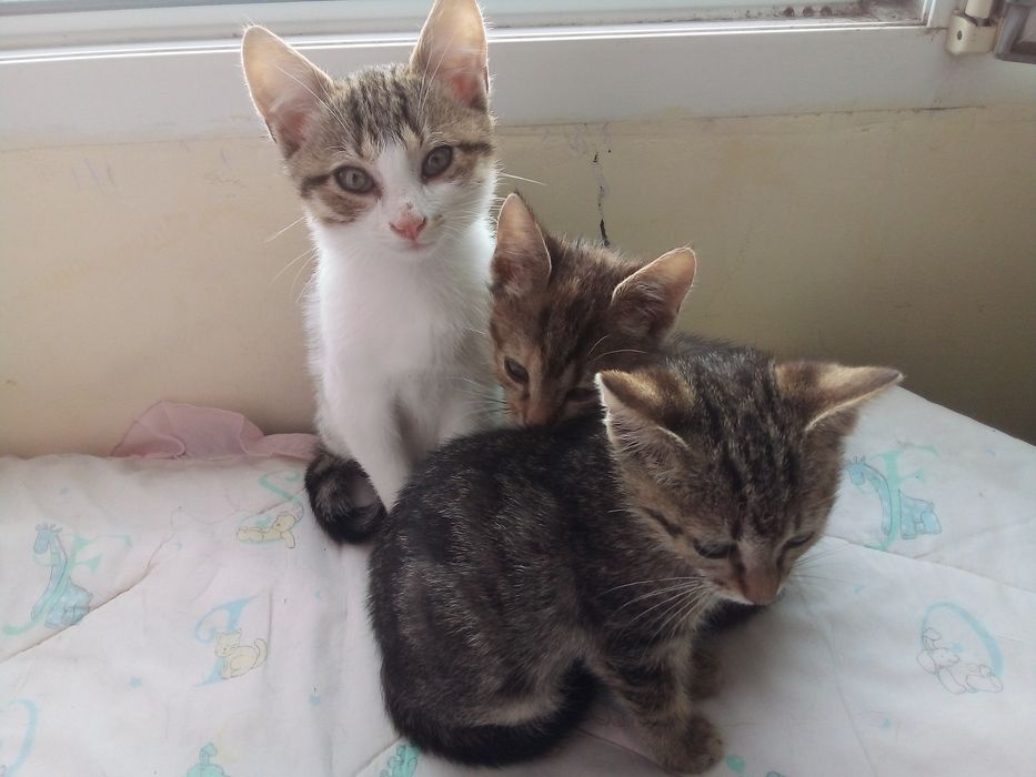 Подарявам  4 малки котенца Бургас