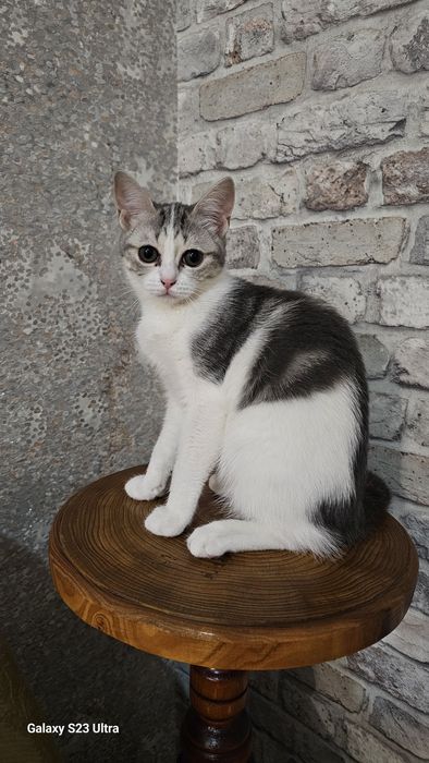 Кошечку американской короткошерстной породы
