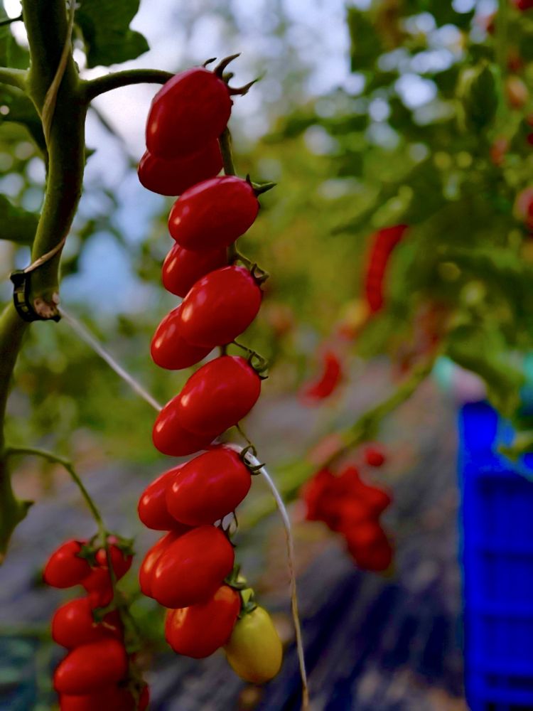 Vând  Roșii Bio - roșii mari și roșii cherry