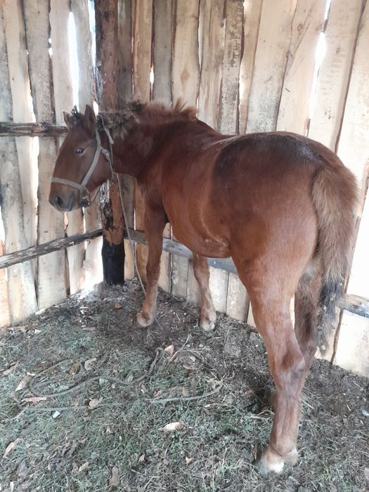 Продам тай! Тай сатылады!