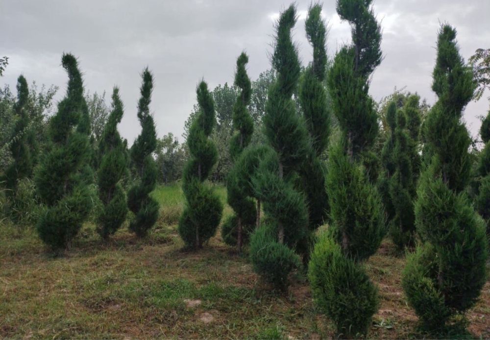 Саженцы көшеттер барлық түрі бар