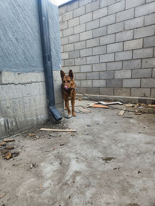 Отдам в добрые руки собаку