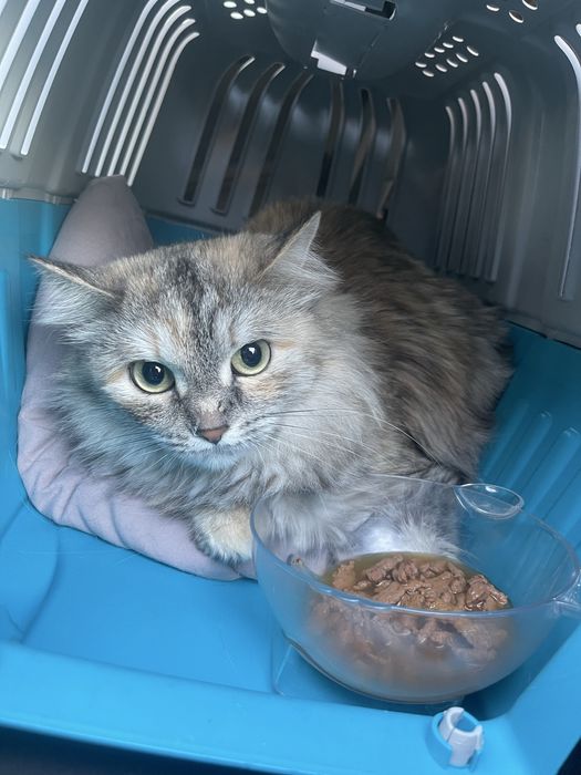 Отдам кошку, в добрые руки