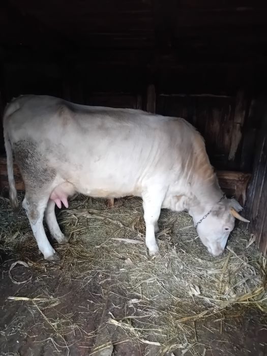 Vând vaca Charolaise