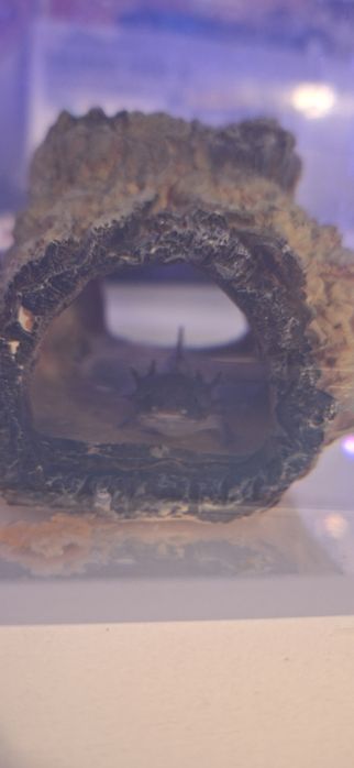 pui Axolotl doar in Focsani!