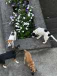 Catei vaccinati spre donatie
