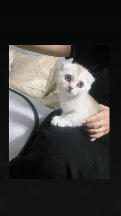 Катенок вислоухая