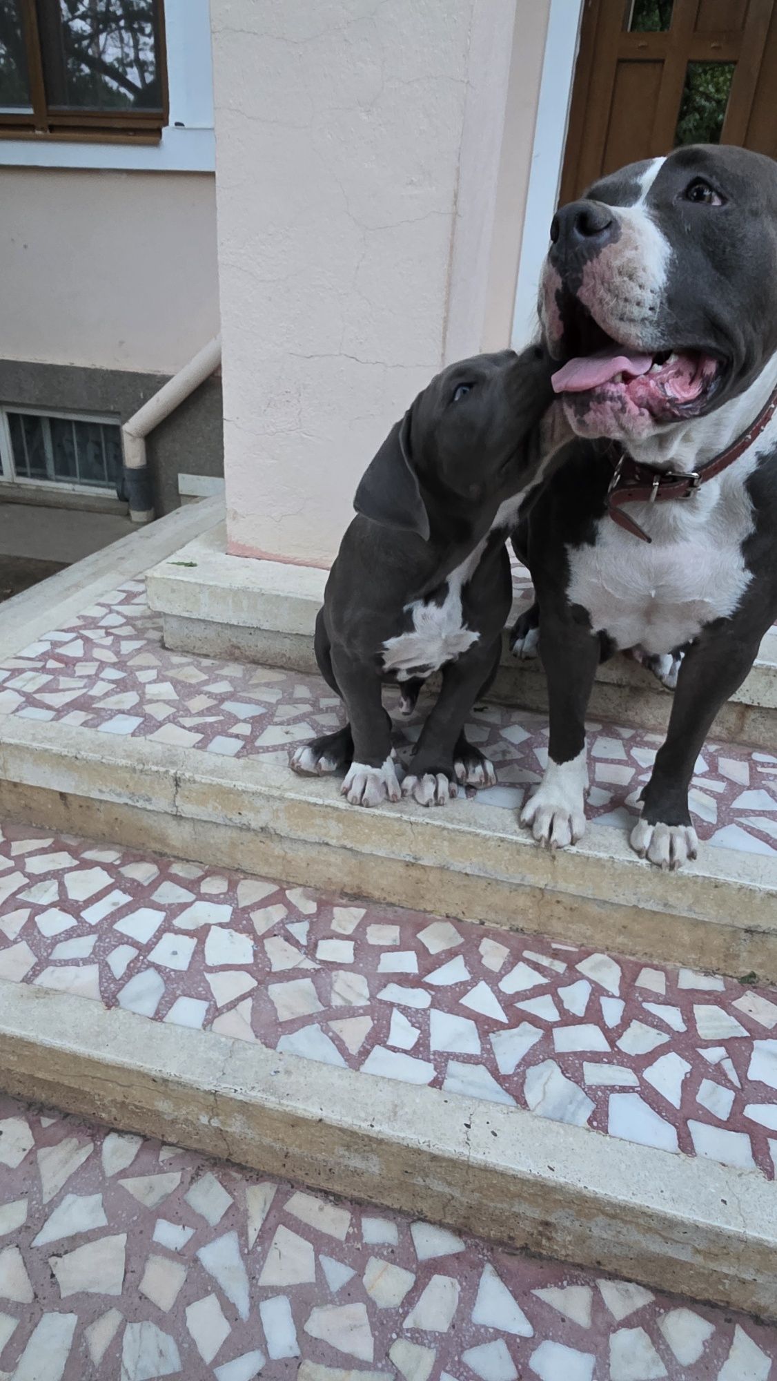 American bully xl