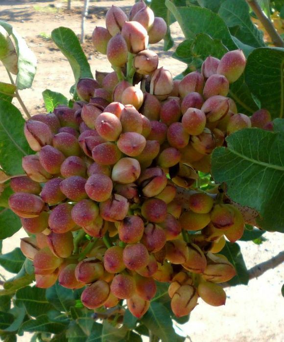 Pomi Fructiferi Exotici (Fistic Soiuri Diferite )