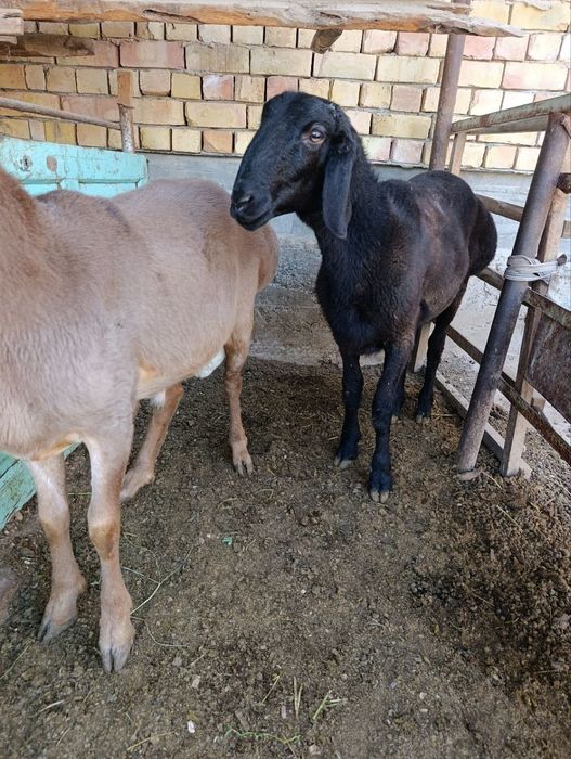 Qoʻchqorlla soni 2dona