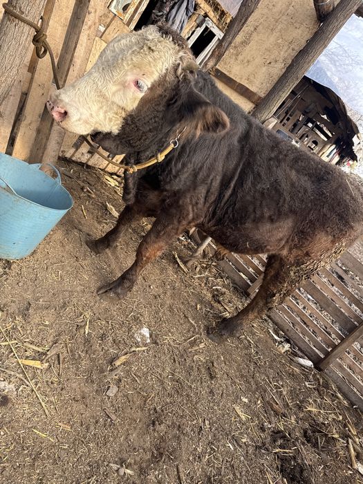 Taur  rasa brun la 6 luni