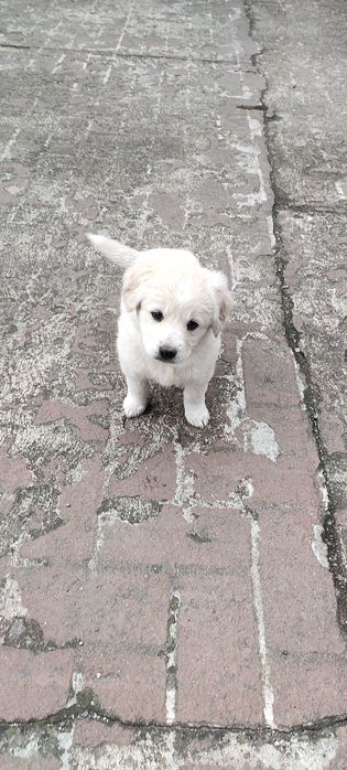 Donez căței 6 săptămâni