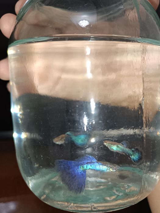 japan blue tail guppy малёки
Narxi kelishiladi optom
