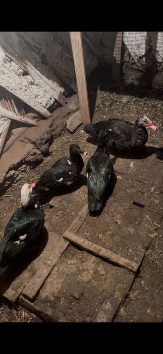 Продаются индоутки